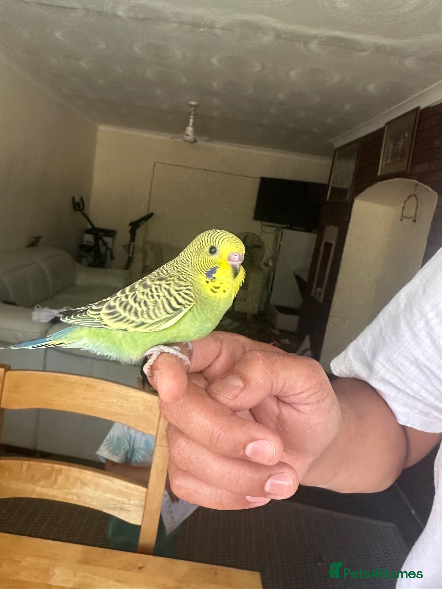 Budgerigars birds Lovely hand tamed green black wings budgie - Advert 1