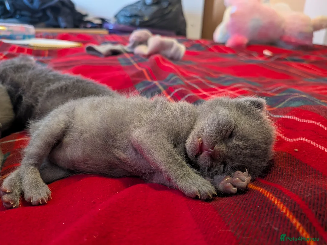 Russian Blue cats for sale: 2 beautiful Russian blue male kittens  - Advert 11