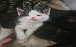 Mixed Breed cats for sale: Fluffy girls - Advert 2
