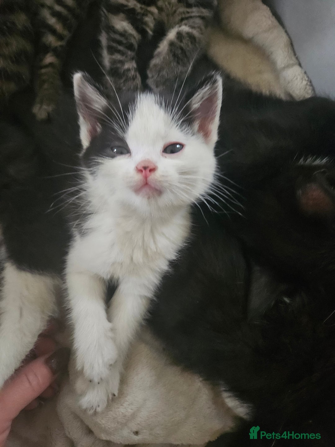 Mixed Breed cats for sale: Fluffy girls - Advert 2