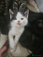 Mixed Breed cats Fluffy girls - Advert 10