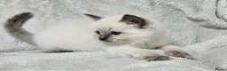 Ragdoll cats for sale: Stunning Ragdoll Kittens Available - Advert 11