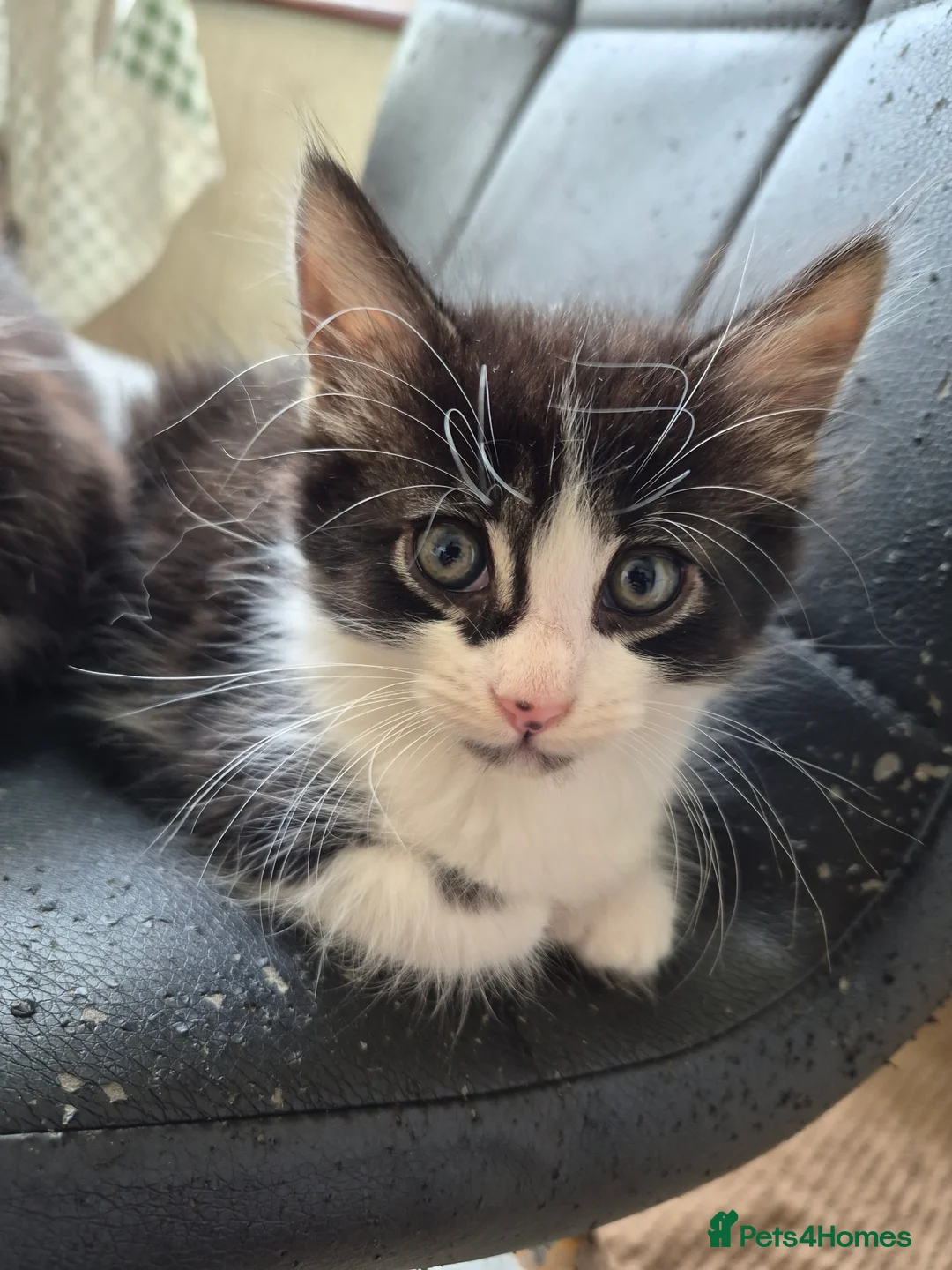 Mixed Breed cats for sale: 1/4 cute bengal kitten  - Advert 2