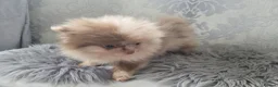 Pomeranian dogs for sale: 2 stunning poms  in Gainsborough - Advert 9