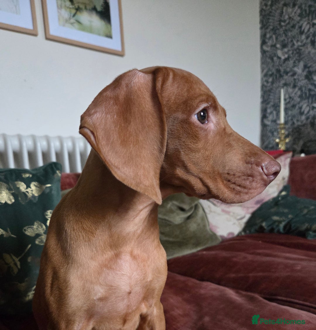 Hungarian Vizsla dogs for sale: One Girl Left-Hungarian Vizsla Pup - Image 14
