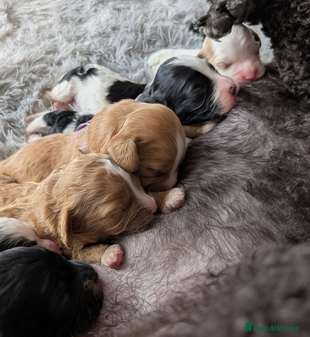 Cavapoo dogs for sale: ❤️F1 CAVAPOO BABIES❤️ HEALTH TESTED PARENTS!🐩 - Advert 31