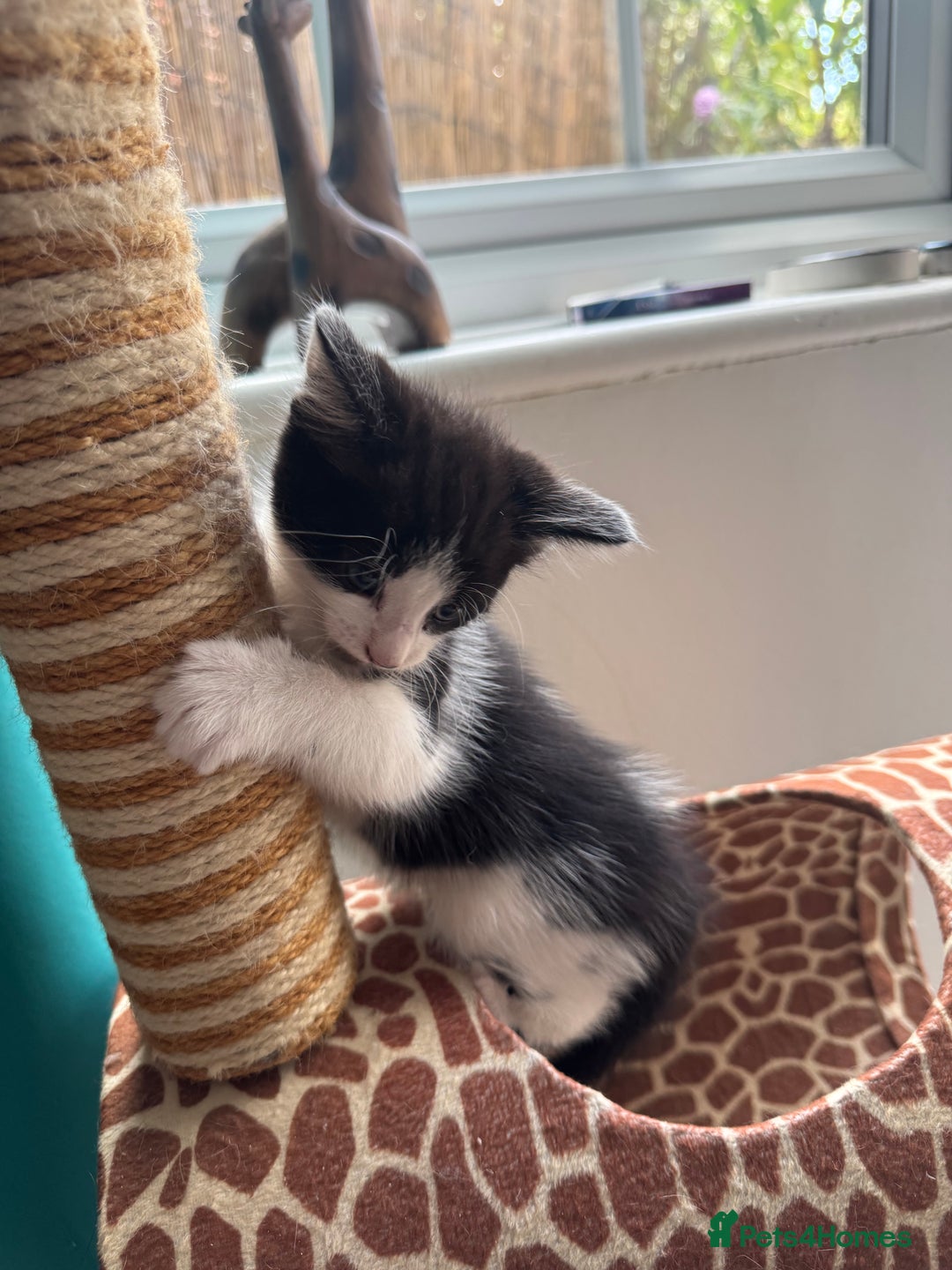 Mixed Breed cats for sale: 🐾 Kitten 4 – The Sweetheart - Image 2