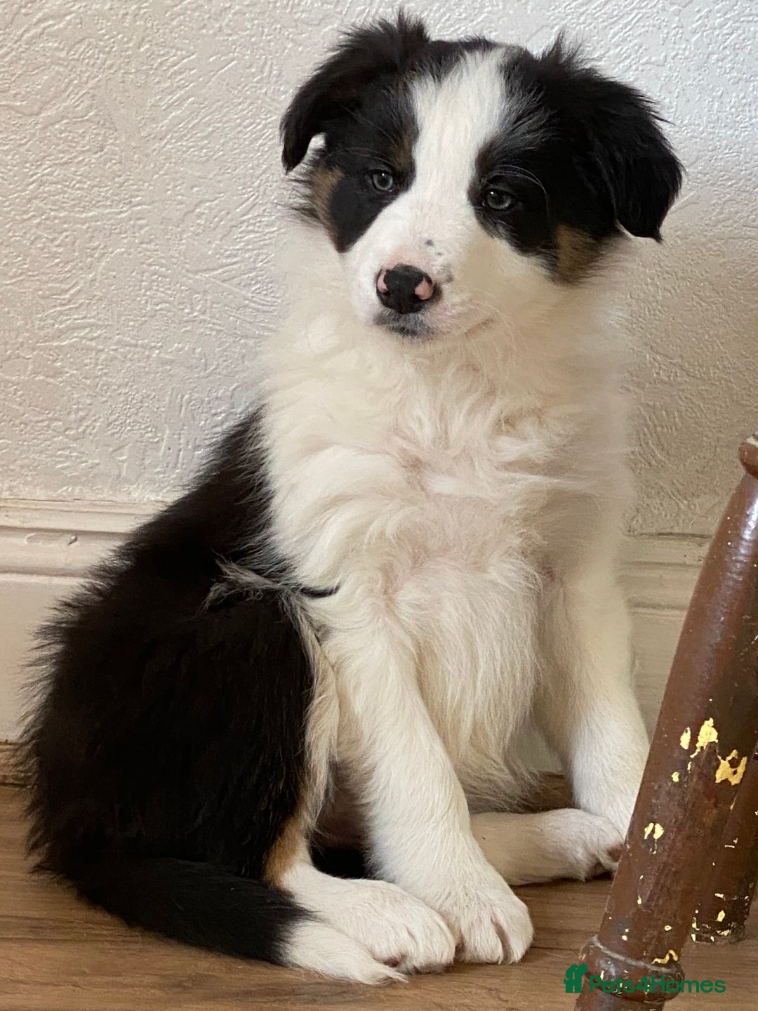 Border Collie dogs for sale: Border Collie Puppies | Health Tested Parents - Advert 9