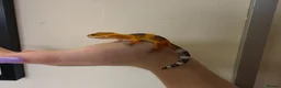 Leopard Gecko reptiles for sale: Baby leopard geckos - Advert 26