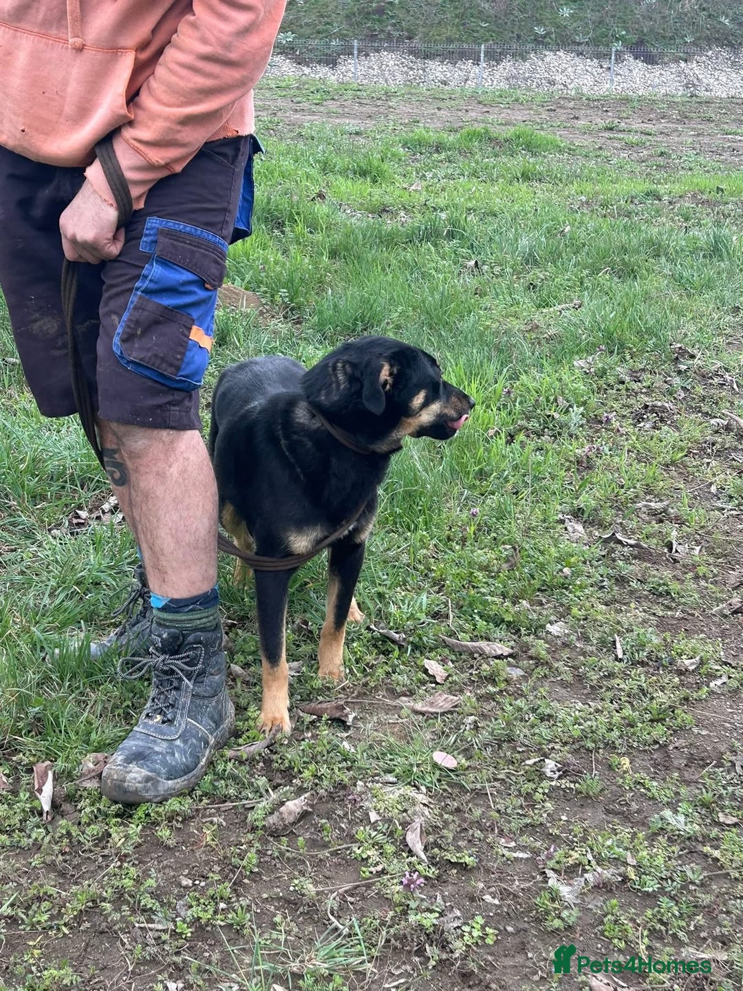 Mixed Breed dogs for adoption: Teya - Norwich Norfolk  - Image 7