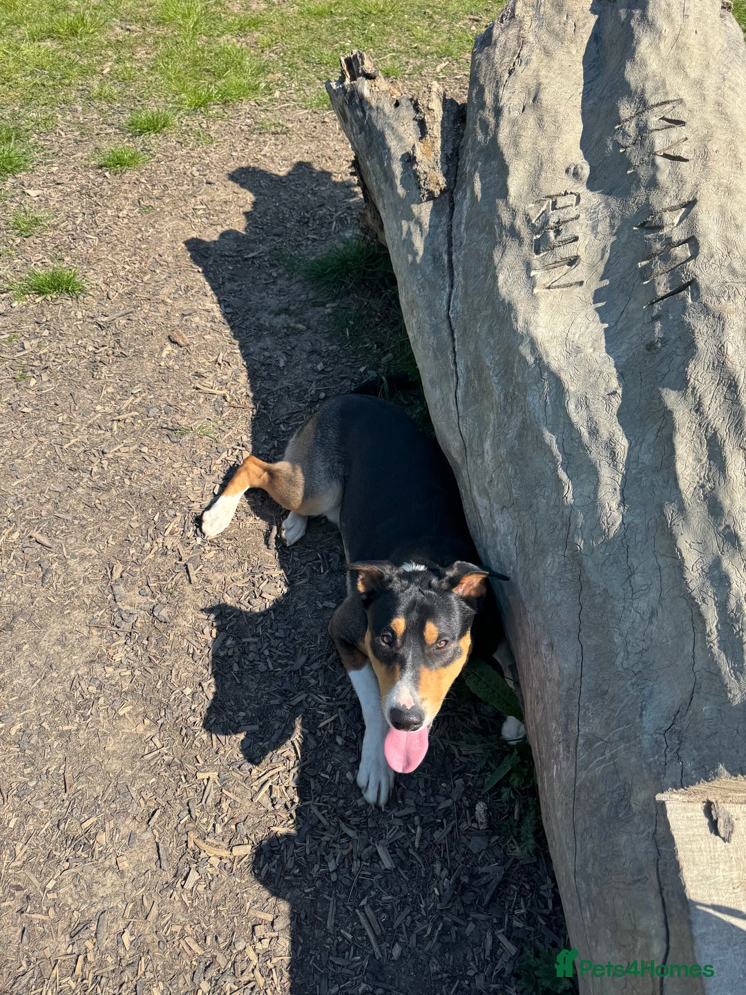 Mixed Breed dogs for sale: Gorgeous boy needs a home  - Advert 2