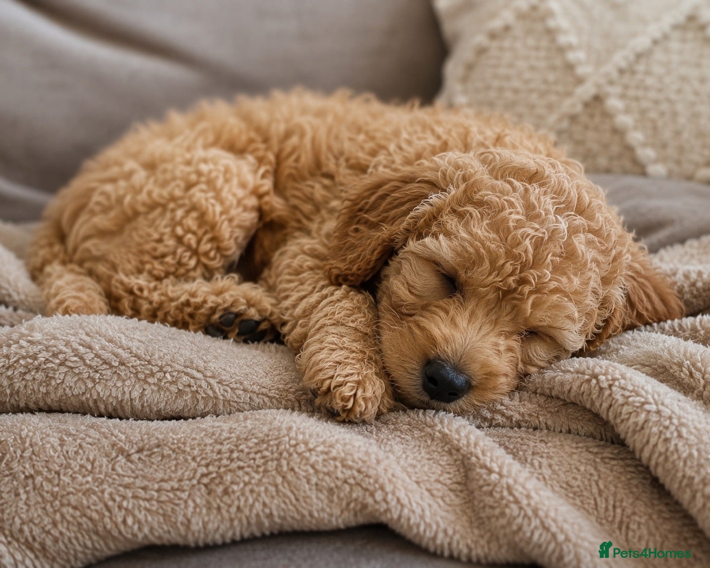 Goldendoodle dogs 🐾 Beautiful Toy Goldendoodle Puppy Available 🐾 - Advert 10