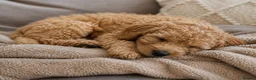 Goldendoodle dogs for sale: 🐾 Beautiful Toy Goldendoodle Puppy Available 🐾 in Twickenham - Advert 1