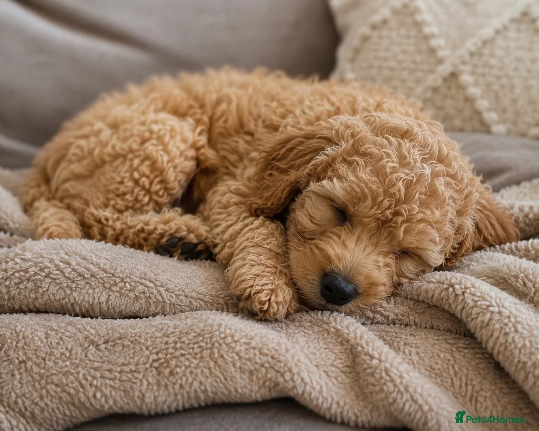 Goldendoodle dogs for sale: 🐾 Beautiful Toy Goldendoodle Puppy Available 🐾 in Twickenham - Advert 1