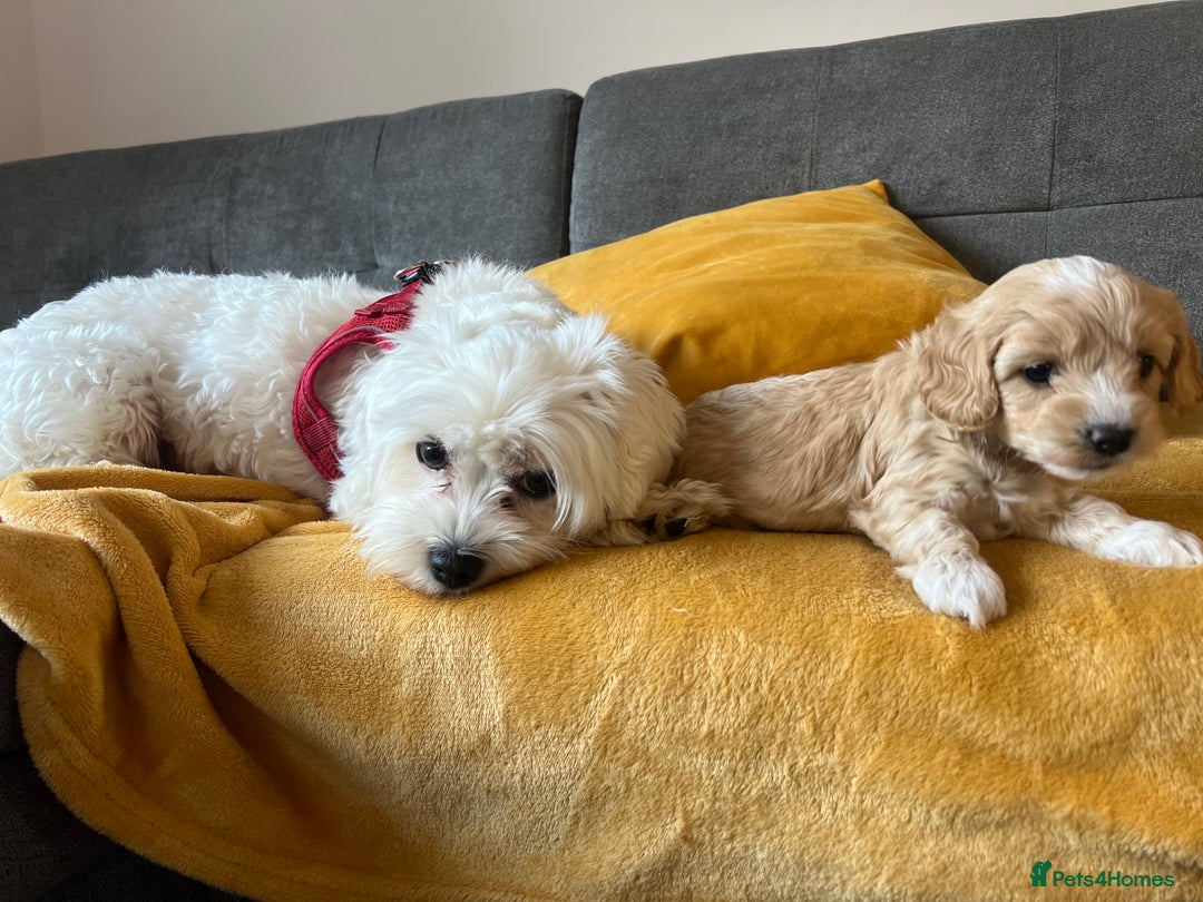 Maltipoo dogs for sale: Maltipoo Puppies  - Image 9
