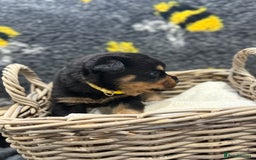 Rottweiler dogs for sale: Beautiful chunky Rottweiler puppy’s  - Image 4