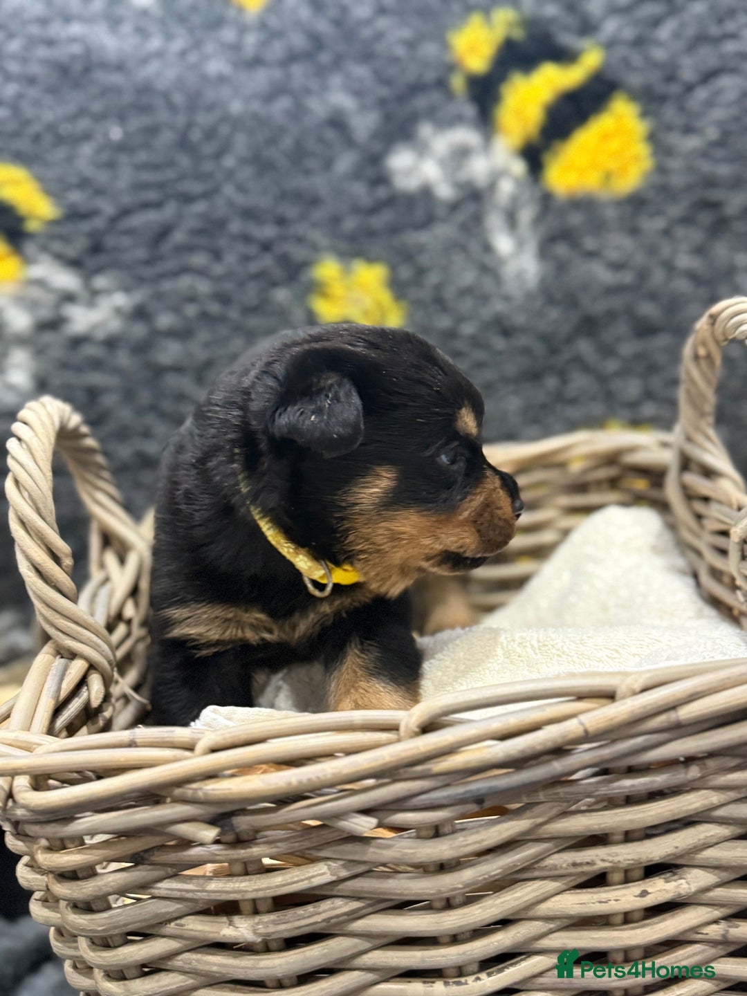 Rottweiler dogs for sale: Beautiful chunky Rottweiler puppy’s  - Image 4