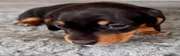 Miniature Dachshund dogs for sale: Miniature dachshund  in Huntingdon - Advert 8
