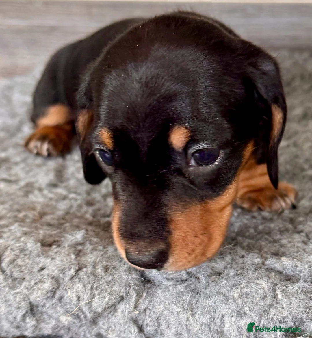 Miniature Dachshund dogs for sale: Miniature dachshund  in Huntingdon - Advert 8