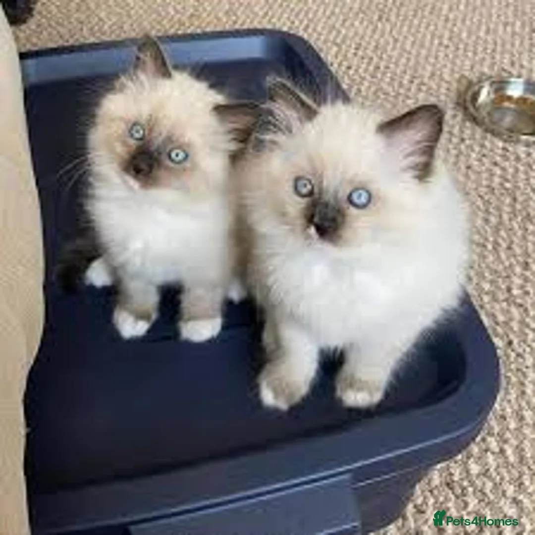 Ragdoll cats for sale: Beautiful Playful Kittens Ready for Loving Homes - Advert 2