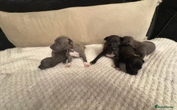 Italian Greyhound dogs for sale: KC Italian Greyhound Puppies  - Image 5