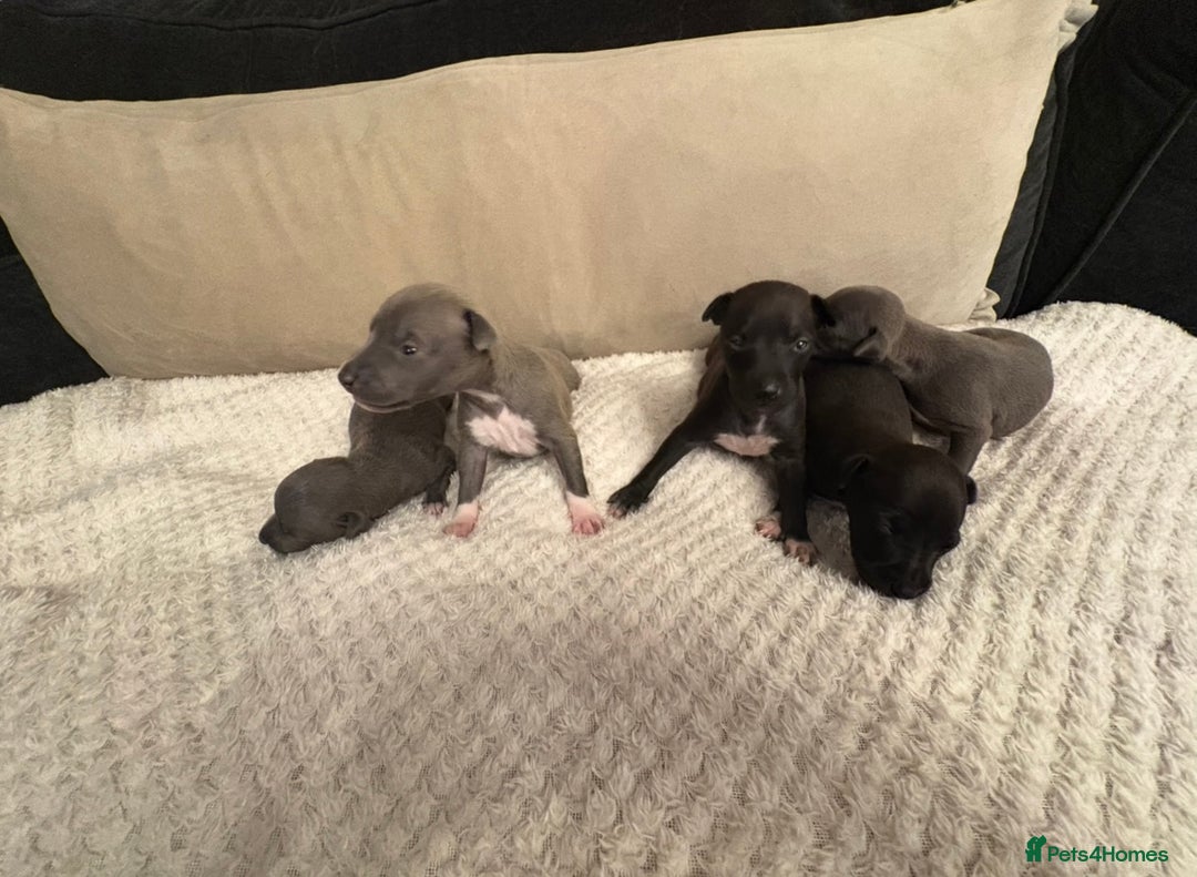 Italian Greyhound dogs for sale: KC Italian Greyhound Puppies  - Image 5