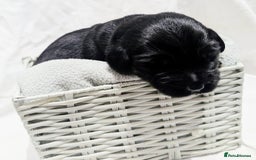 Cockerdor dogs for sale: YorkieCockerDor pups looking for forever homes  - Image 17