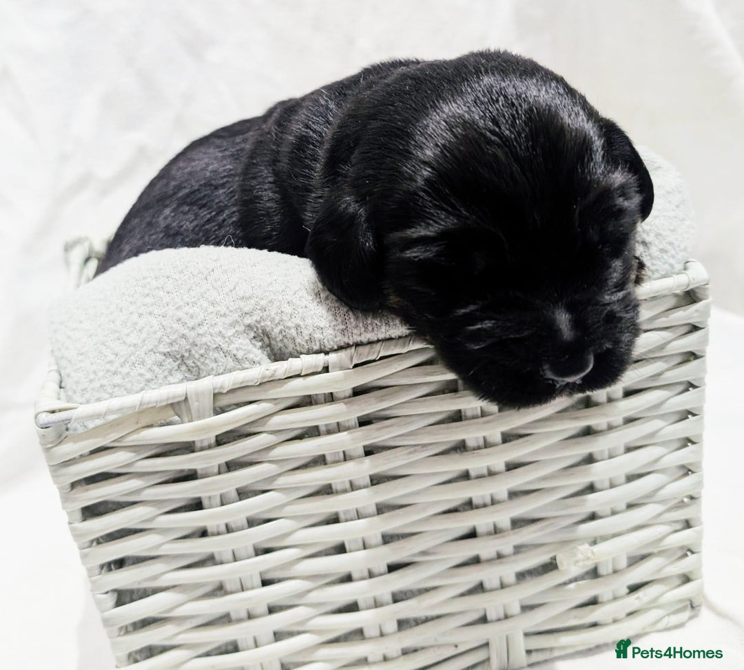 Cockerdor dogs for sale: YorkieCockerDor pups looking for forever homes  - Image 17