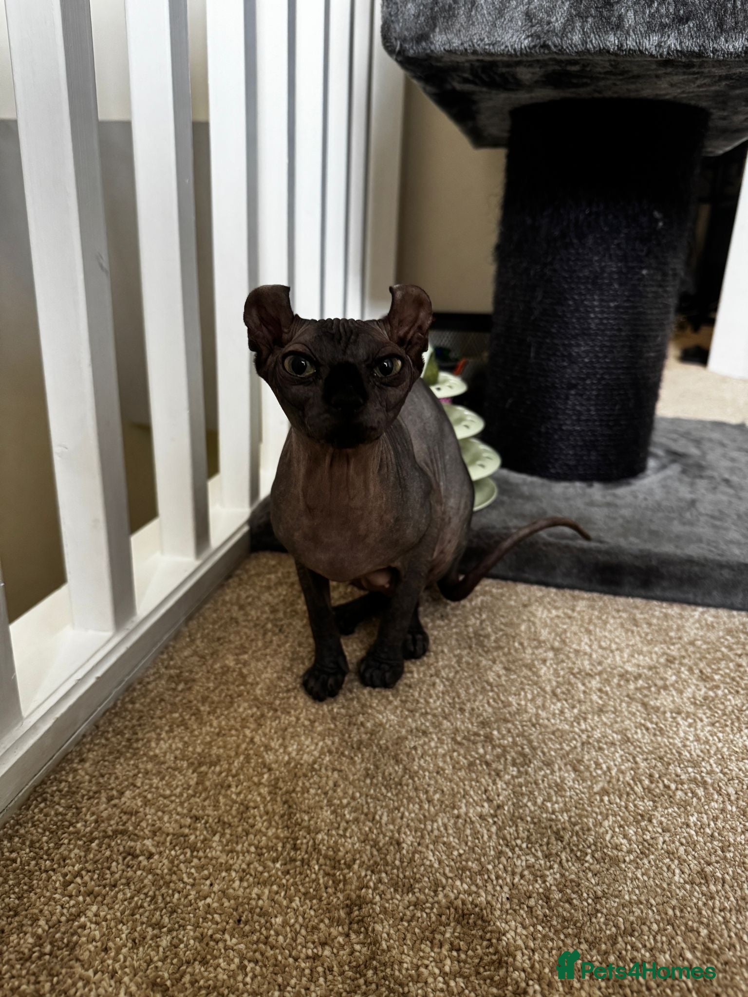 Sphynx cats Gorgeous elf kittens for sale  - Advert 1