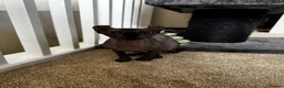 Sphynx cats for sale: Gorgeous elf kittens for sale  in Colchester - Advert 1