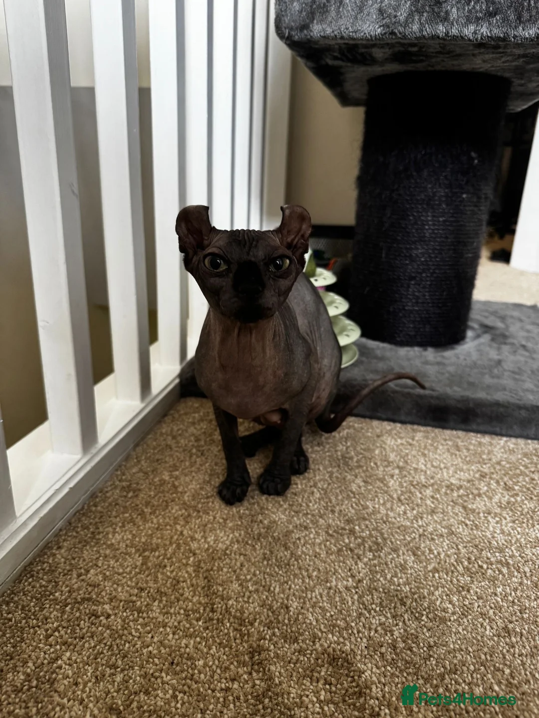 Sphynx cats for sale: Gorgeous elf kittens for sale  in Colchester - Advert 1