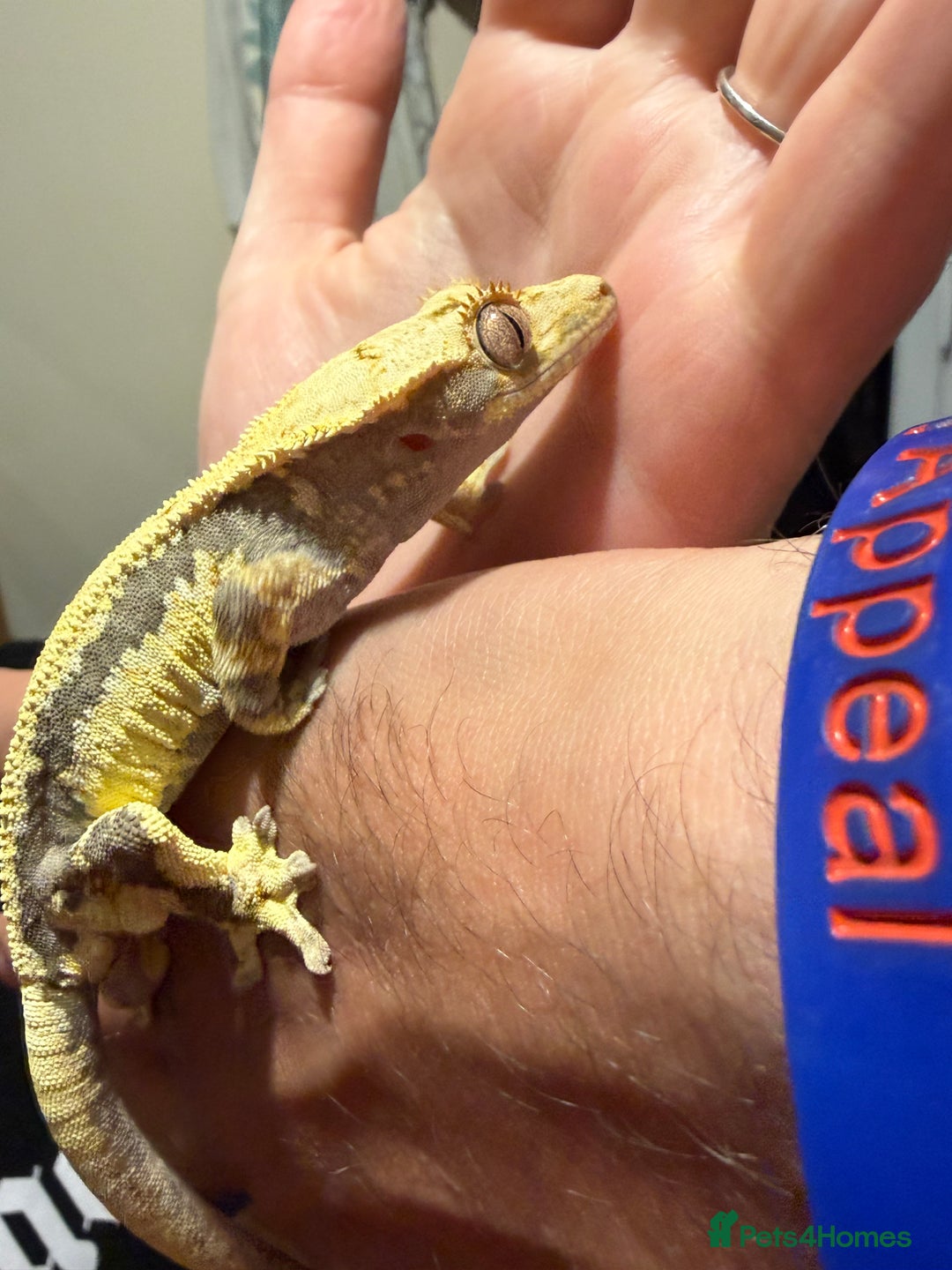 Gecko reptiles for sale: 🔥🔥 Female Lilywhite 🔥🔥🔥 - Advert 10