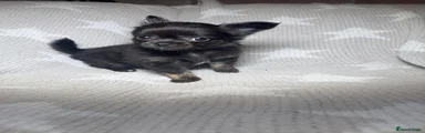 Baby Bat 