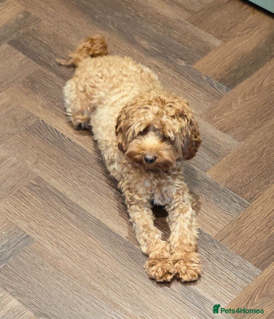 Cockapoo dogs Miniature Cockapoo  - Advert 6