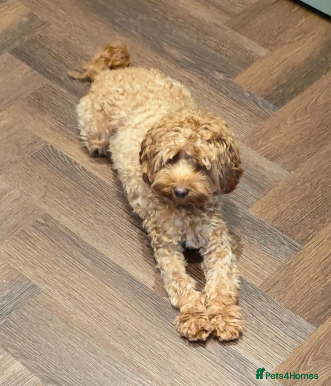 Cockapoo dogs for sale: Miniature Cockapoo F2b - Advert 1