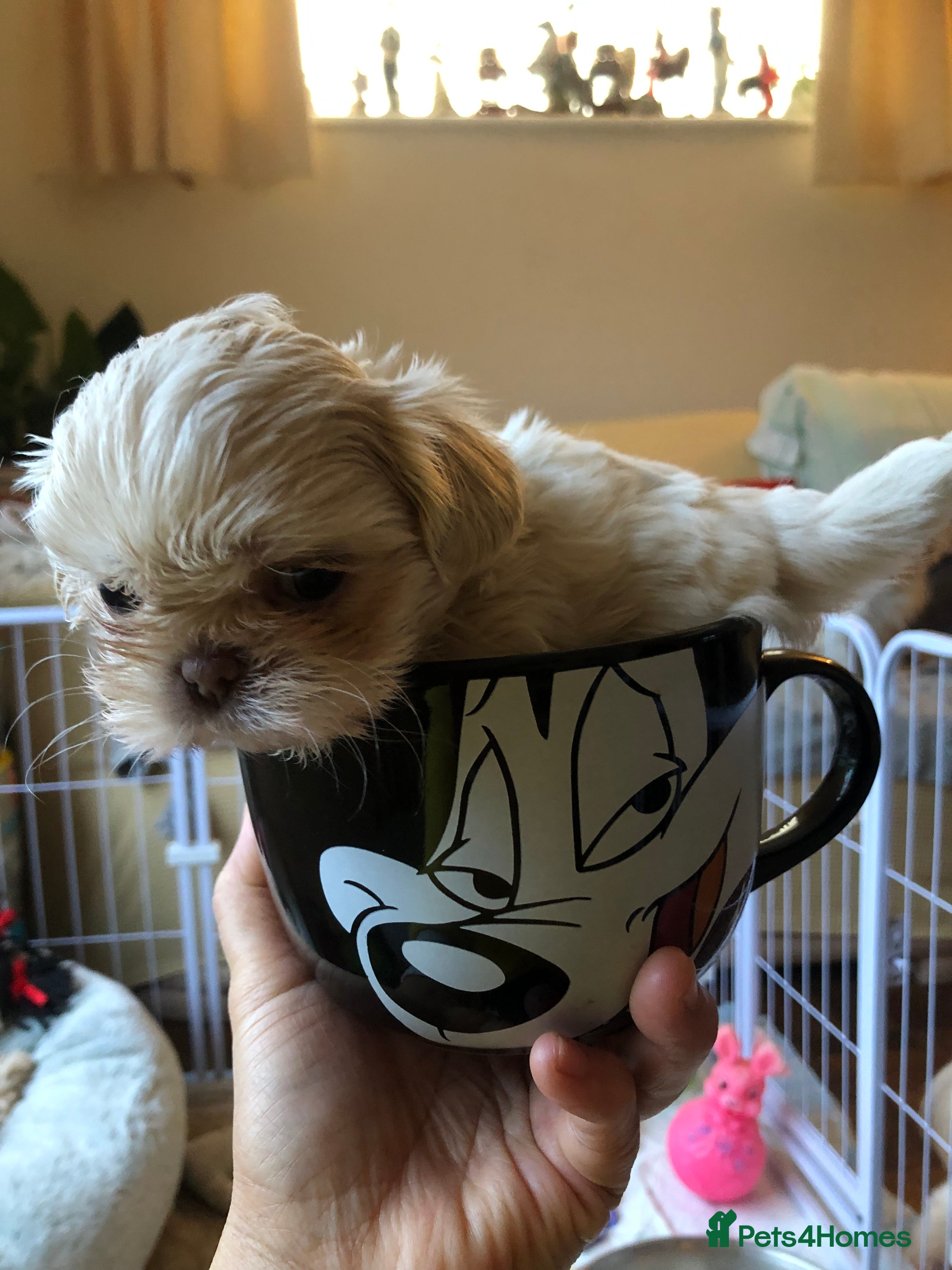 Shih Tzu dogs Beautiful pedigree imperial Shih zhus - Advert 2