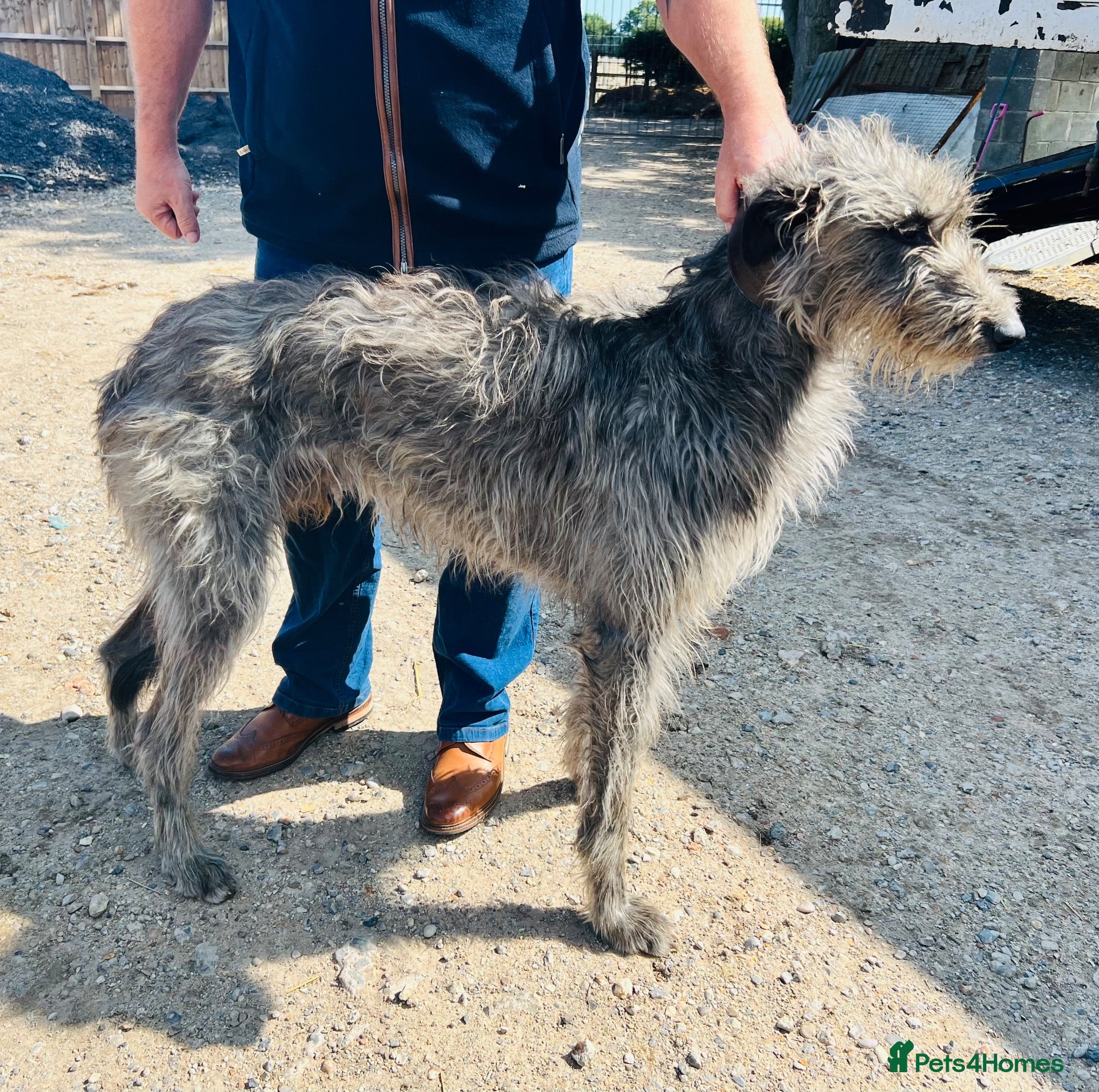 Deerhound dogs KC Reg Deerhound Puppies  - Advert 1