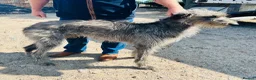 Deerhound dogs for sale: KC Reg Deerhound Puppies  - Advert 3