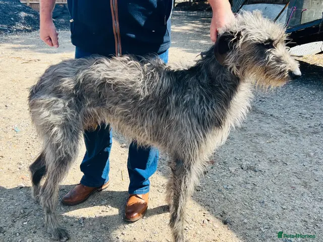 Deerhound dogs KC Reg Deerhound Puppies - Advert 1