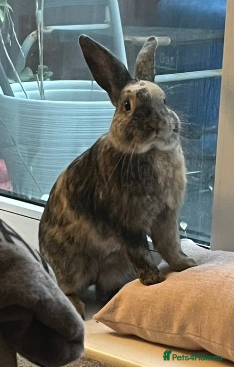 Mixed Breed rabbits Rabbits  - Advert 1