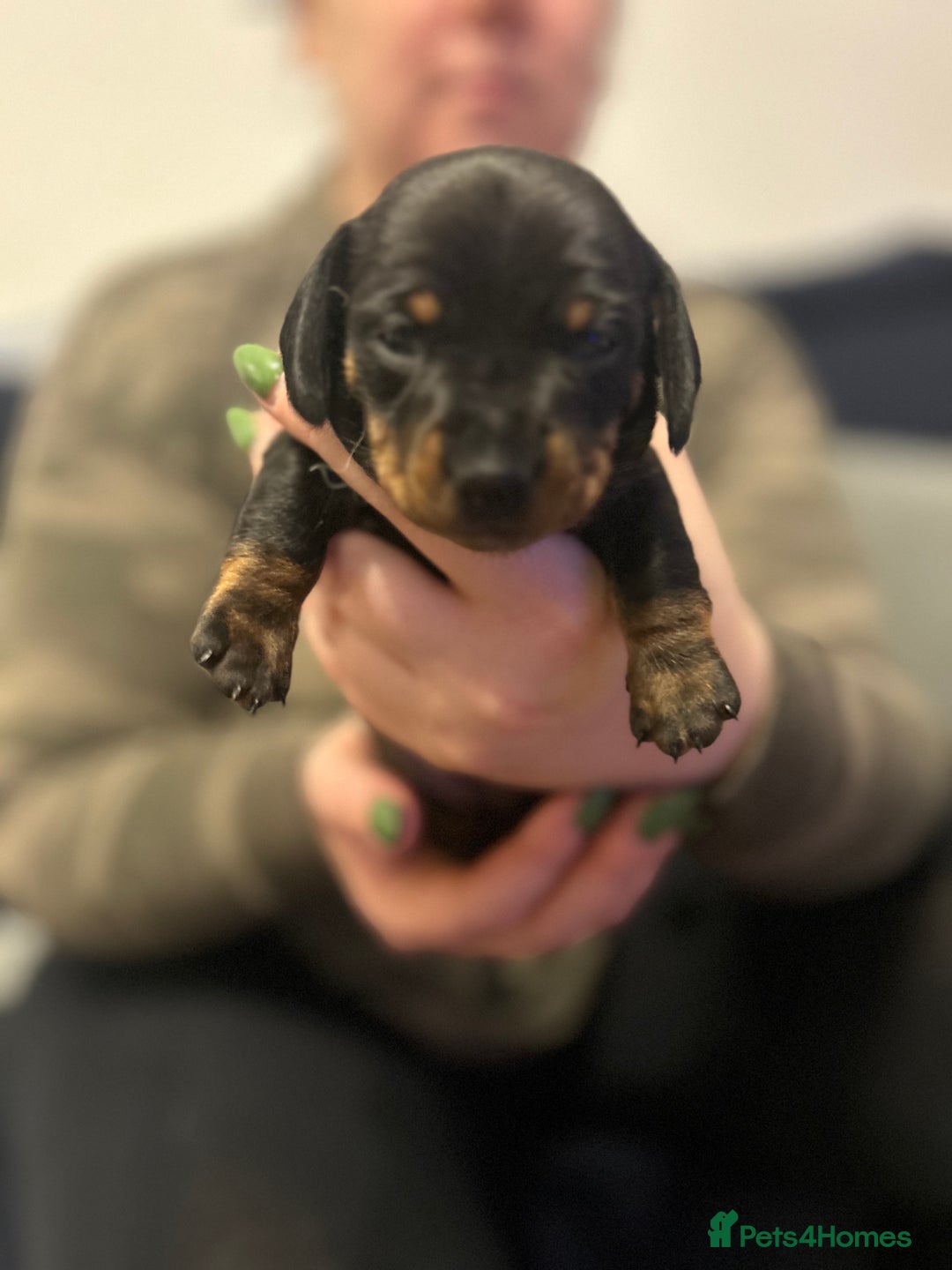 Miniature Dachshund dogs for sale: Beautiful miniature dachshunds  - Advert 4