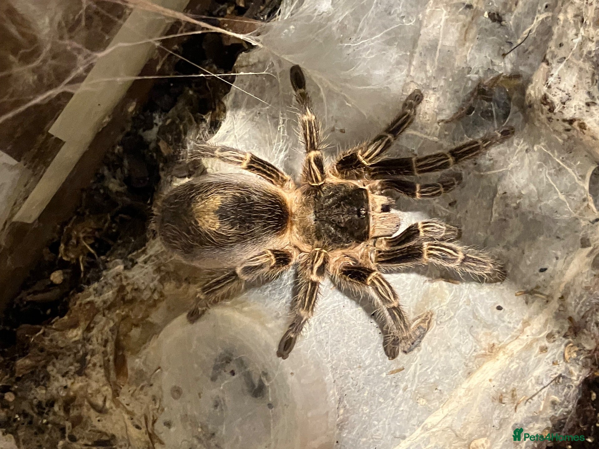 Tarantulas invertebrates Tarantulas for sale - Advert 1