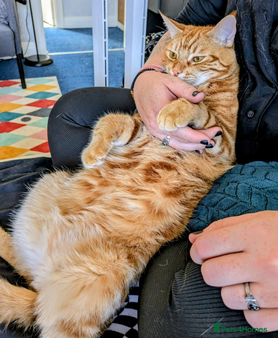 Mixed Breed cats for sale: Fully Ginger tabby/ragdoll male - Advert 4