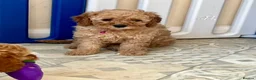 Cavapoo dogs for sale: Outstanding quality, F1b Cavapoo babies - Advert 5