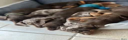 Miniature Dachshund dogs for sale: ONLY 2 LEFT!! KC Miniature Dachshund Puppies - Advert 6
