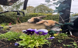 Netherland Dwarf rabbits for sale: Still available pedigree mini lop sisters 12/10/25 - Image 3