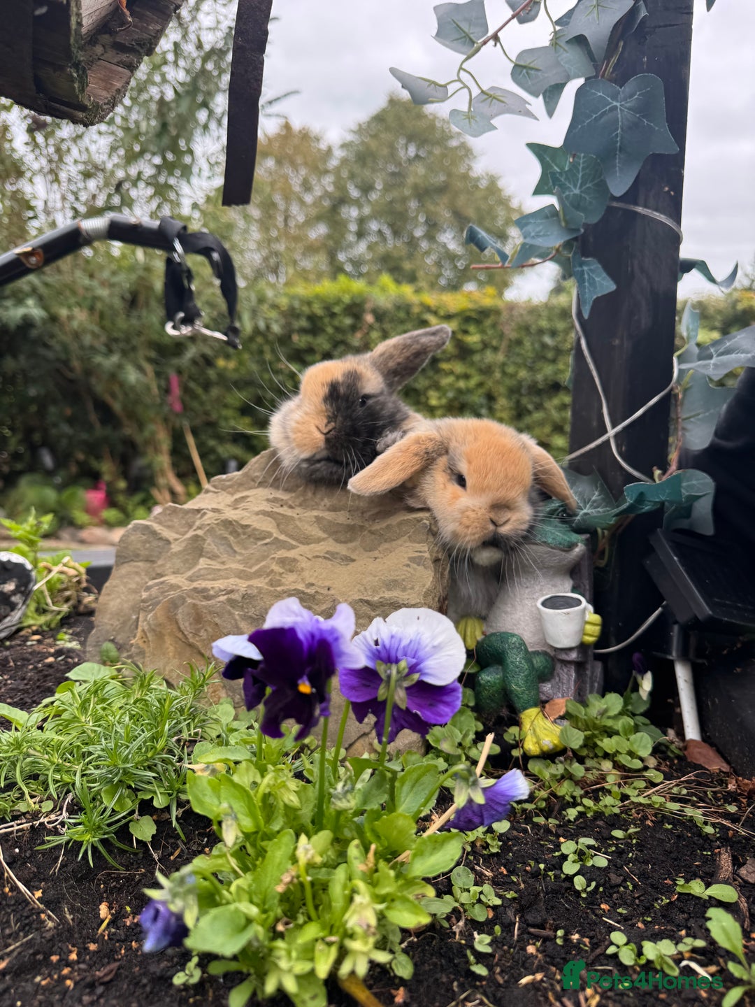 Netherland Dwarf rabbits for sale: Still available pedigree mini lop sisters 12/10/25 - Image 3
