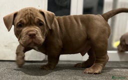 American Bully dogs for sale: Pocket bullies  ready to leave!! (Reduced) - Image 10