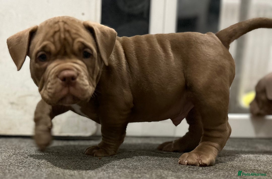 American Bully dogs for sale: Pocket bullies  ready to leave!! (Reduced) - Image 10