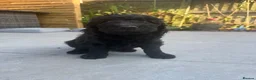 Labradoodle dogs for sale: Multi gen labradoodle x standard poodle puppies  - Advert 7